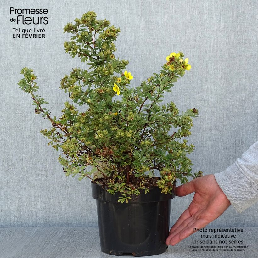 Esimerkki syksyllä toimitetusta Potentilla fruticosa Sommerflor- Potentille arbustive Pot de 2L/3L-taimesta