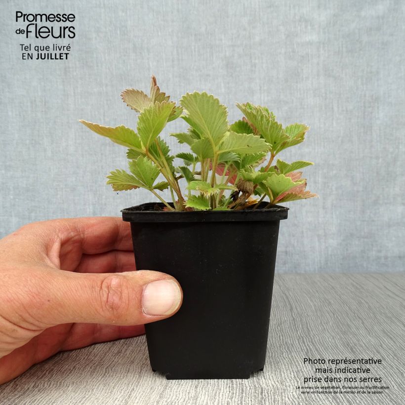 Esimerkki kesällä toimitetusta Verihanhikki - Potentilla atrosanguinea Godet de 8/9 cm-taimesta