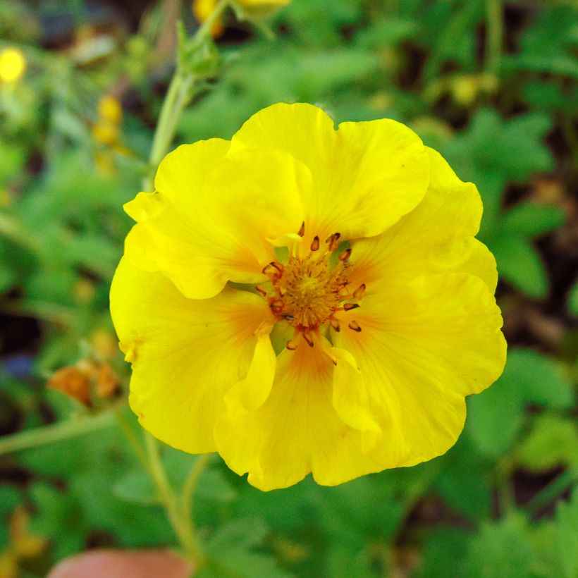 Pensashanhikki Yellow Queen (Kukinta)