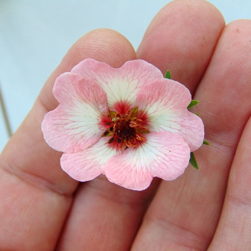 Pensashanhikki - Potentilla hopwoodiana (Flowering)