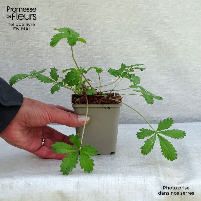 Example of Pensashanhikki - Potentilla hopwoodiana Godet de 8/9 cm as you get in printemps