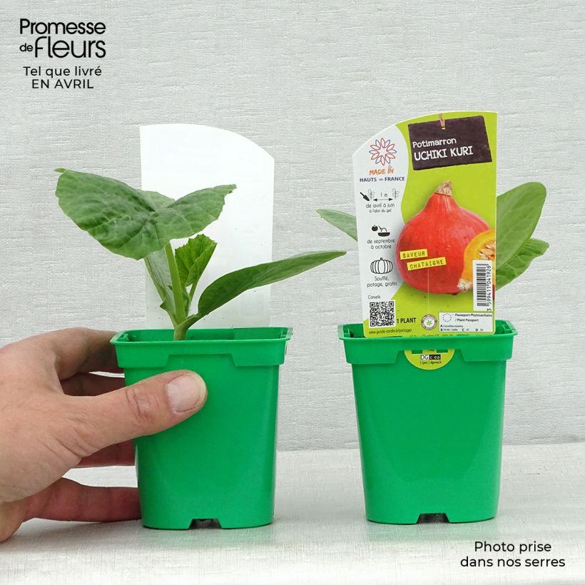 Esimerkki keväällä toimitetusta Jättikurpitsa Uchiki-Kuri taimena 10 cm/11 cm ruukku-taimesta