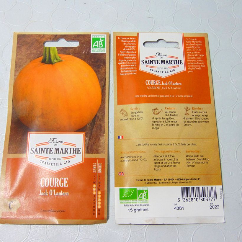 Esimerkki toimitetusta Jättiläiskurpitsa Jack O'Lantern luomu - Ferme de Sainte Marthe 8 siemenen pussi (1g)-taimesta