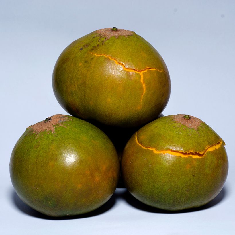 Lukuma - Pouteria obovata (Sadonkorjuu)