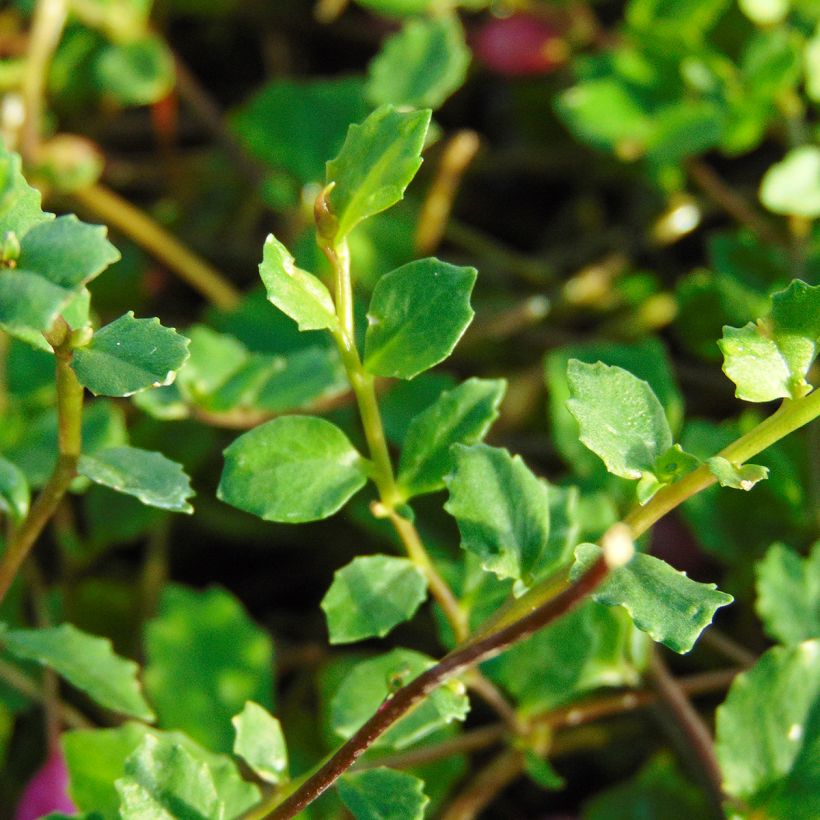 Pratia angulata (Lehvistö)