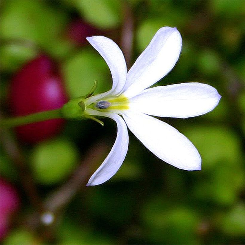 Pratia angulata (Kukinta)