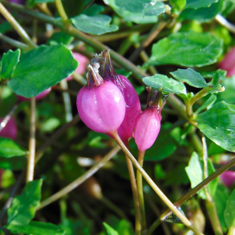 Pratia angulata (Sadonkorjuu)