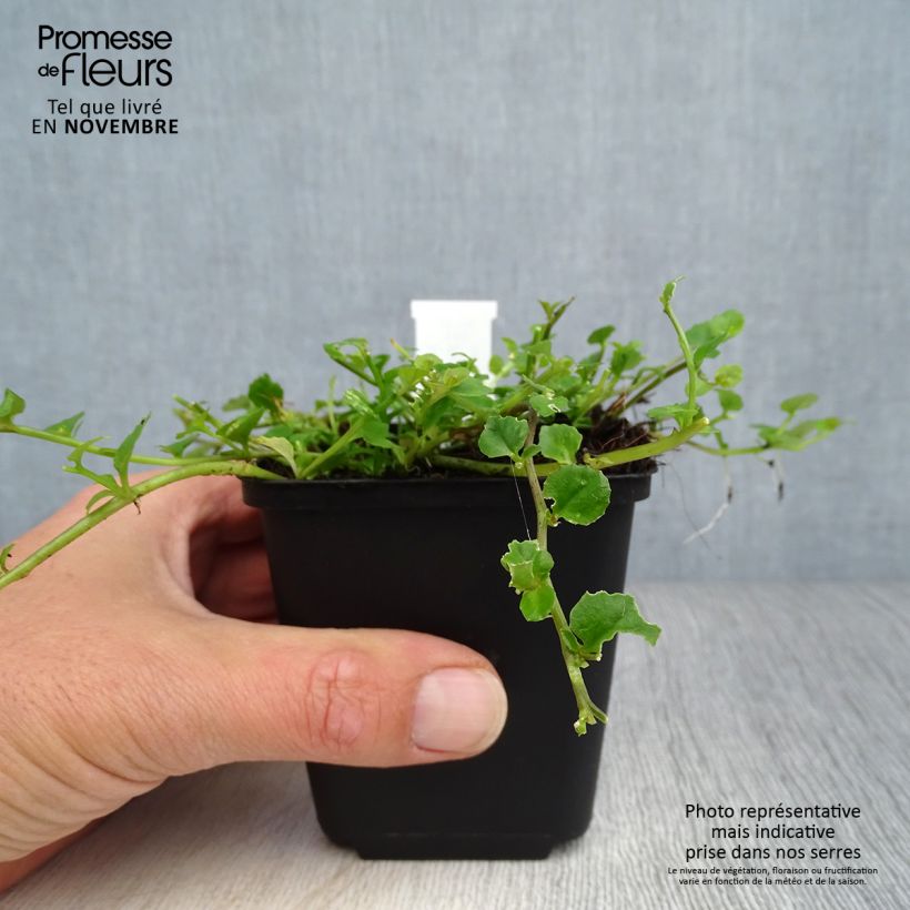 Esimerkki syksyllä toimitetusta Pratia angulata 8/9 cm taimiruukku-taimesta