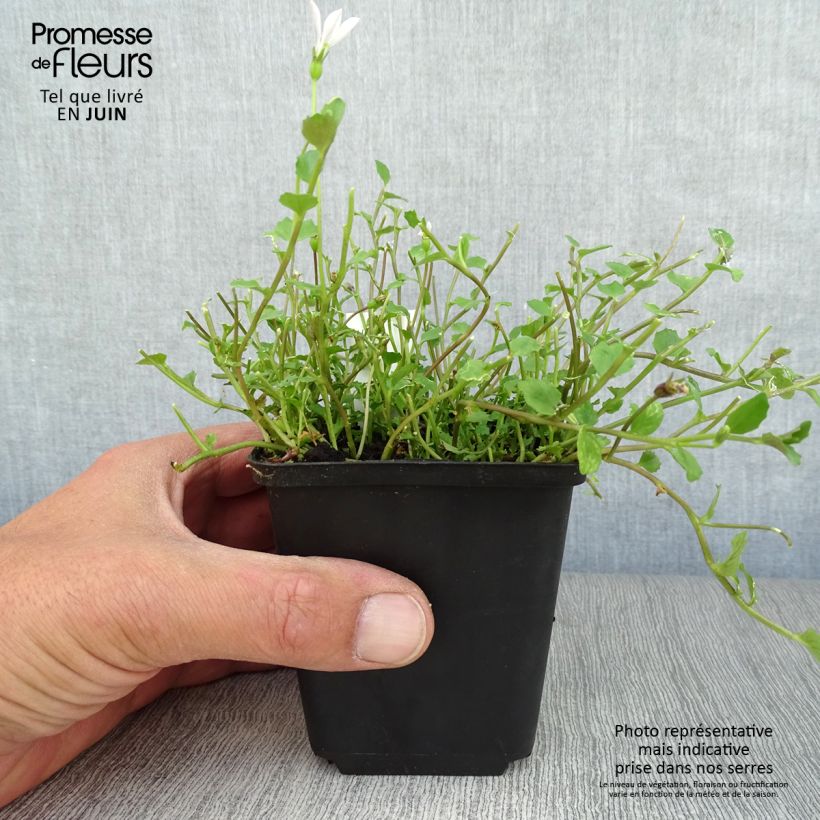 Esimerkki kesällä toimitetusta Pratia angulata Godet de 8/9 cm-taimesta