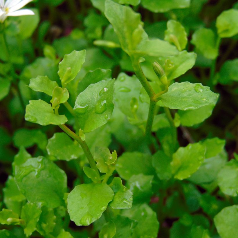 Pratia pedunculata (Lehvistö)