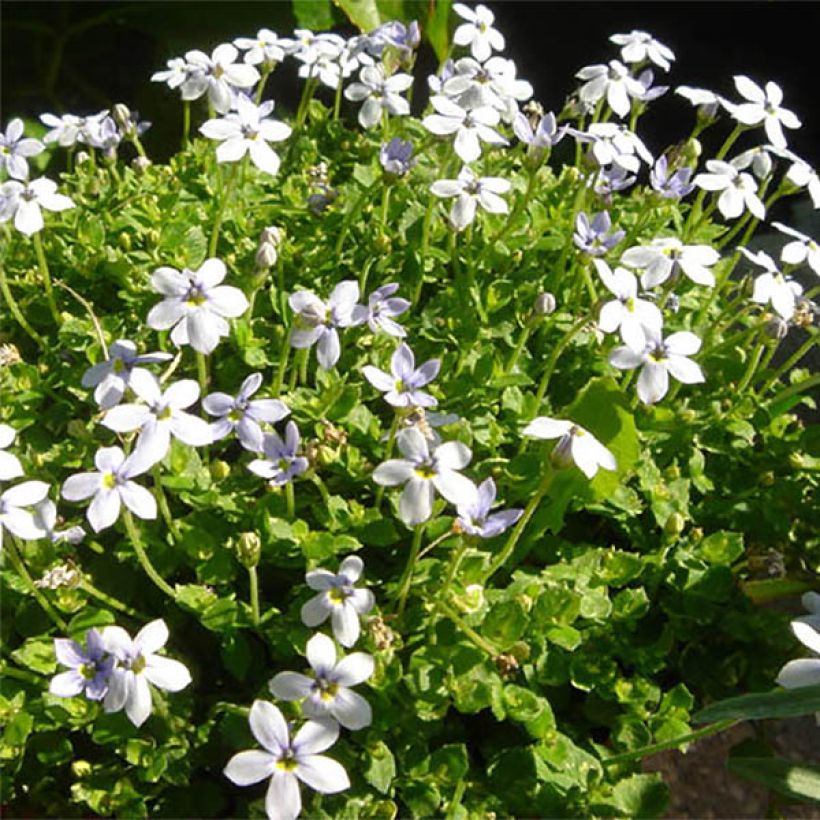 Pratia pedunculata (Kukinta)