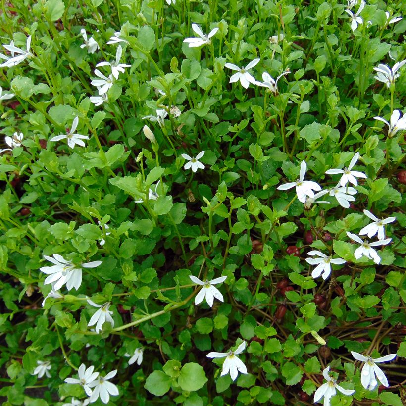Pratia pedunculata (Kasvutapa)