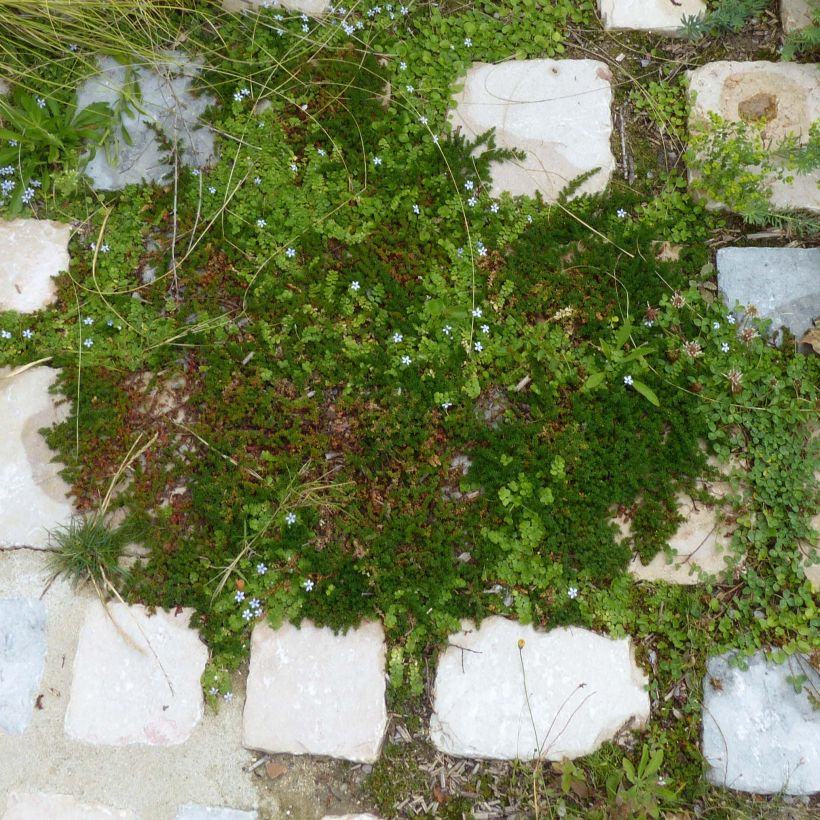 Pratia pedunculata County Park (Kasvutapa)