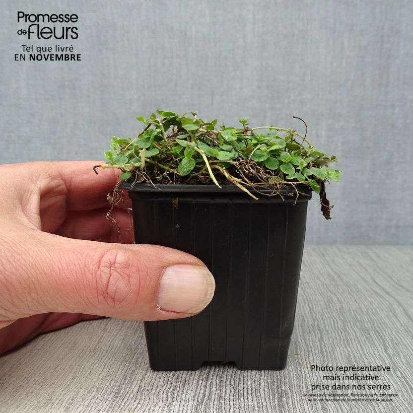 Esimerkki syksyllä toimitetusta Pratia pedunculata 8/9 cm taimiruukku-taimesta