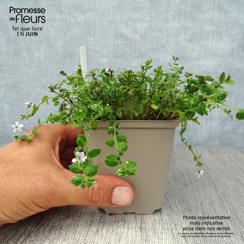 Esimerkki kesällä toimitetusta Pratia pedunculata Godet de 8/9 cm-taimesta