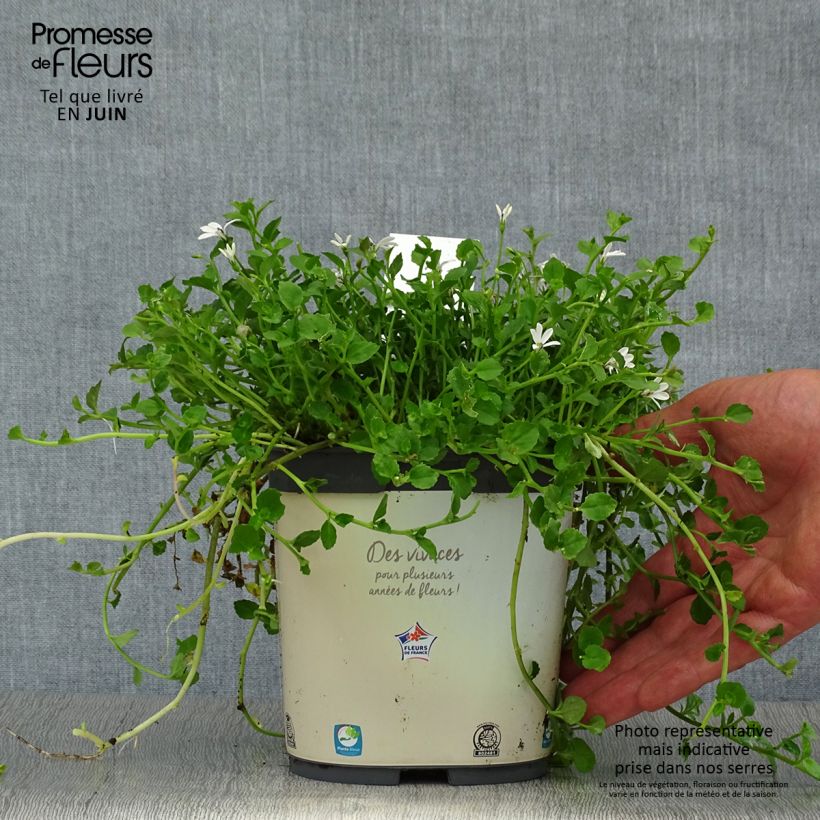 Esimerkki kesällä toimitetusta Pratia pedunculata Pot de 2L/3L-taimesta