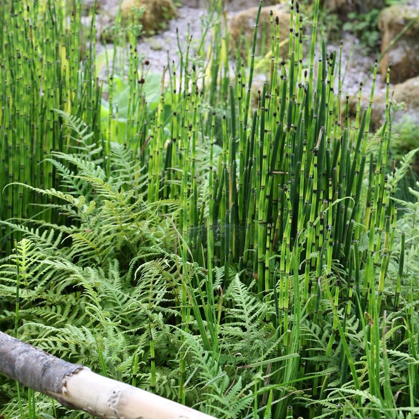 Kangaskorte - Equisetum hyemale (Kasvutapa)