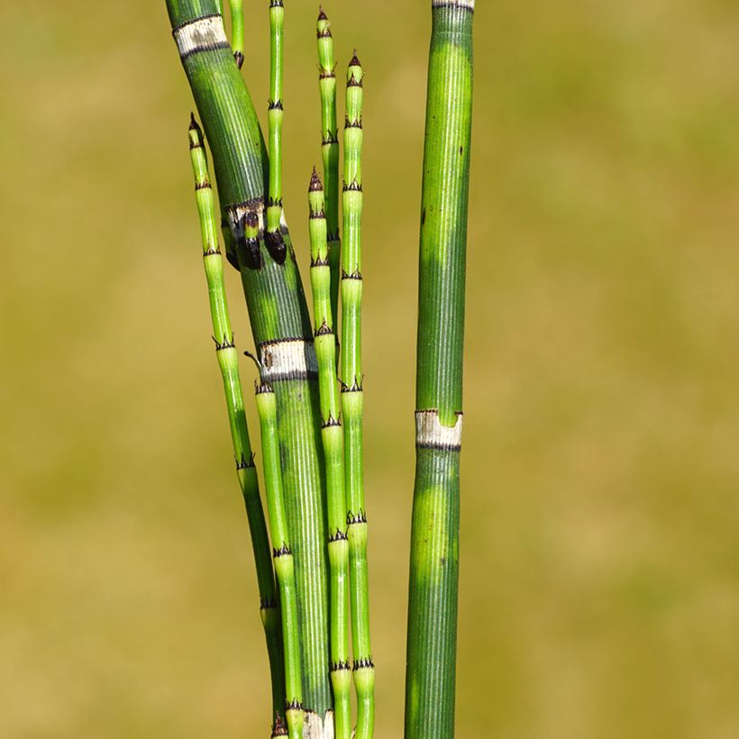 Kangaskorte - Equisetum hyemale (Lehvistö)