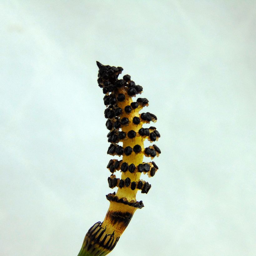 Kangaskorte - Equisetum hyemale (Kukinta)