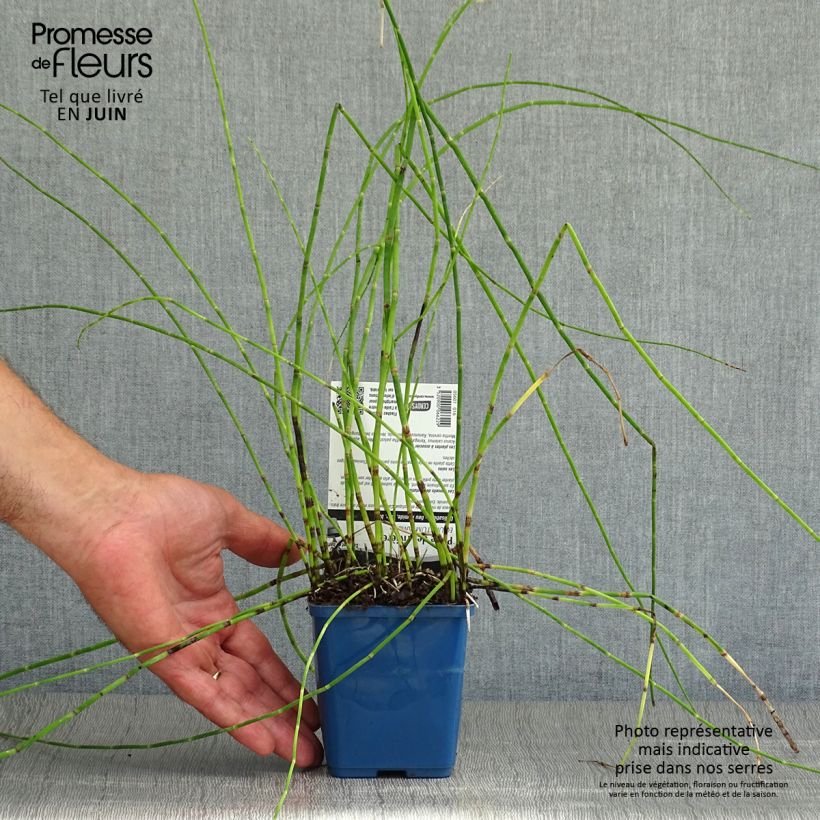 Esimerkki kesällä toimitetusta Järvikorte - Equisetum fluviatile 8/9 cm taimiruukku-taimesta