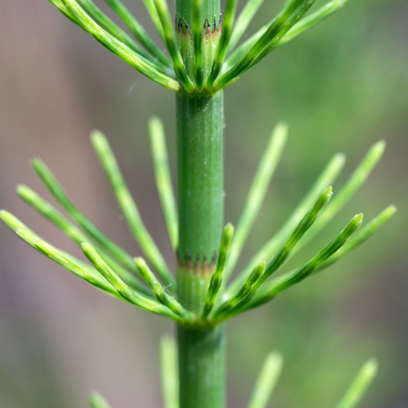 Järvikorte - Equisetum fluviatile (Lehvistö)
