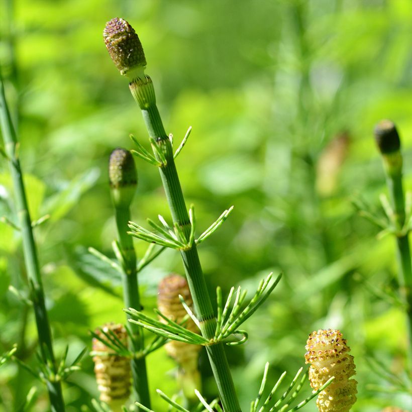 Järvikorte - Equisetum fluviatile (Kukinta)