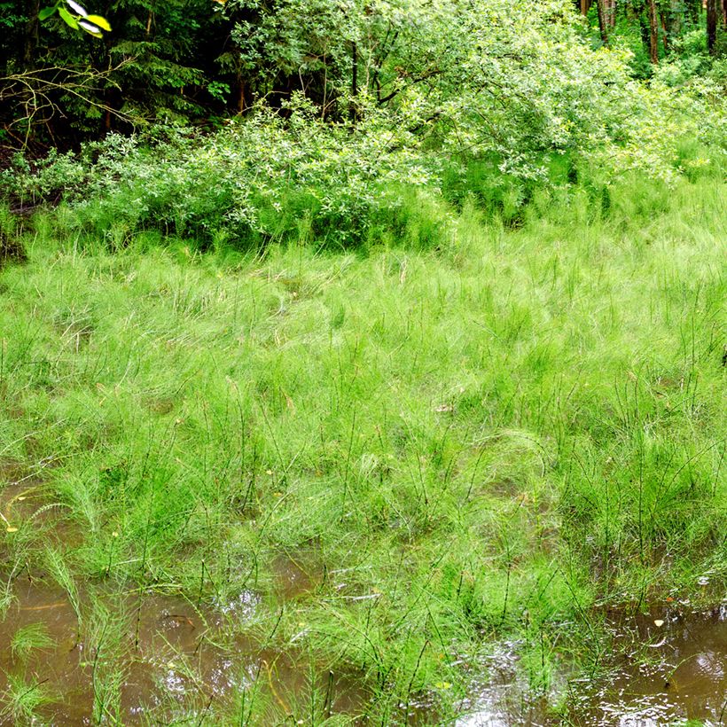 Järvikorte - Equisetum fluviatile (Kasvutapa)