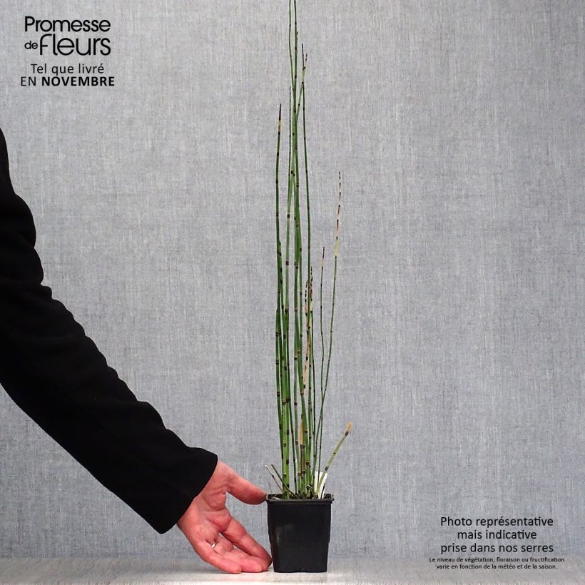 Esimerkki syksyllä toimitetusta Kangaskorte - Equisetum hyemale 8/9 cm taimiruukku-taimesta