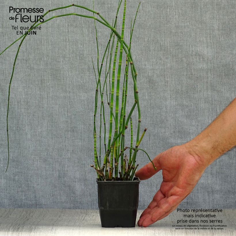 Esimerkki kesällä toimitetusta Kangaskorte - Equisetum hyemale Godet de 8/9 cm-taimesta