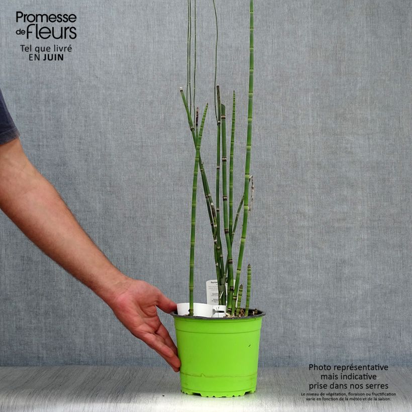 Esimerkki kesällä toimitetusta Kangaskorte - Equisetum hyemale Pot de 2L/3L-taimesta