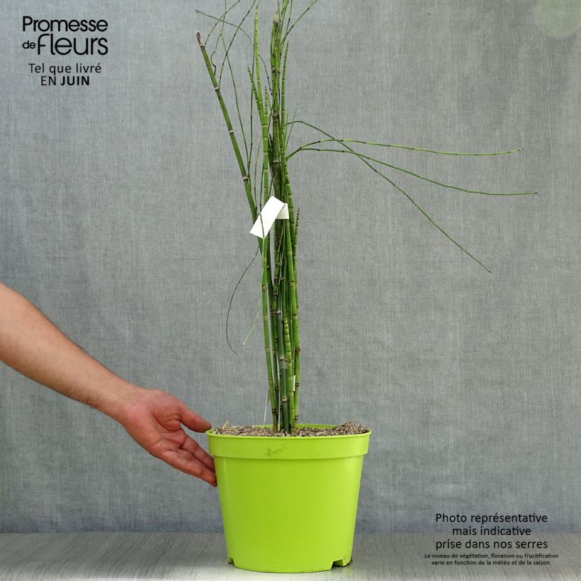 Esimerkki kesällä toimitetusta Kangaskorte - Equisetum hyemale Pot de 7,5L/10L-taimesta