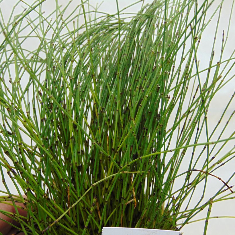 Hentokorte - Equisetum scirpoides (Lehvistö)