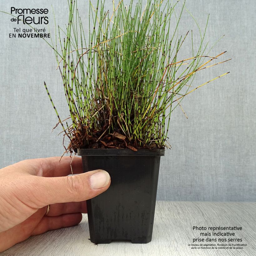 Esimerkki syksyllä toimitetusta Hentokorte - Equisetum scirpoides 8/9 cm taimiruukku-taimesta