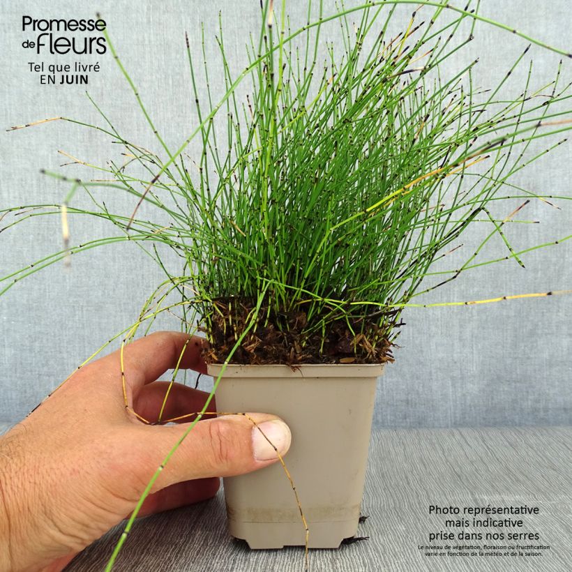 Esimerkki kesällä toimitetusta Hentokorte - Equisetum scirpoides Taimiruukku 8/9 cm-taimesta