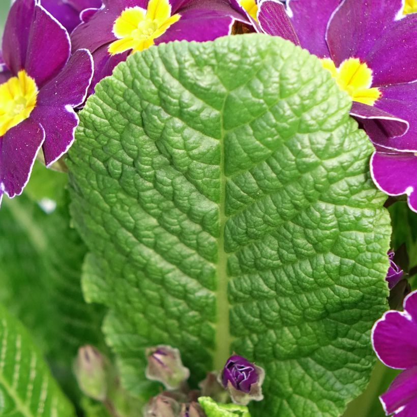 Loistokevätesikko Late Twinkle Violet (Lehvistö)