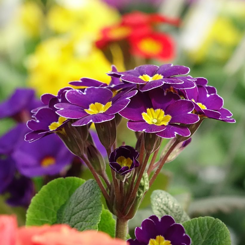 Loistokevätesikko Late Twinkle Violet (Kukinta)