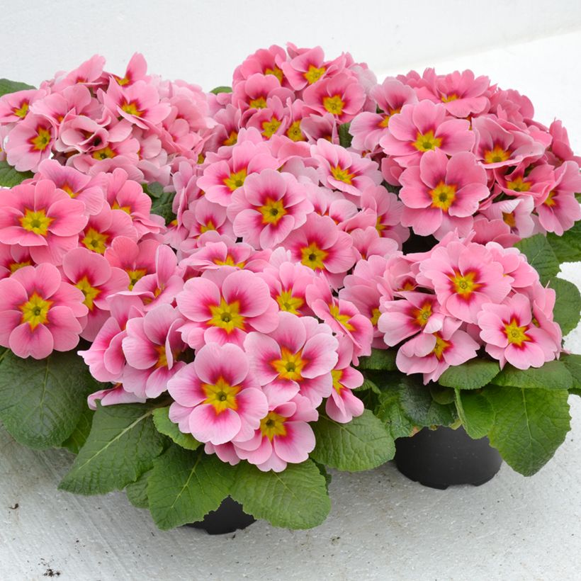 Kääpiöesikko Ringostar Cherryblossom (Kasvutapa)