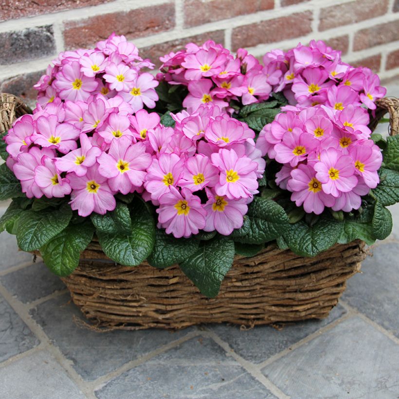 Kääpiöesikko Woodland Rose (Kasvutapa)