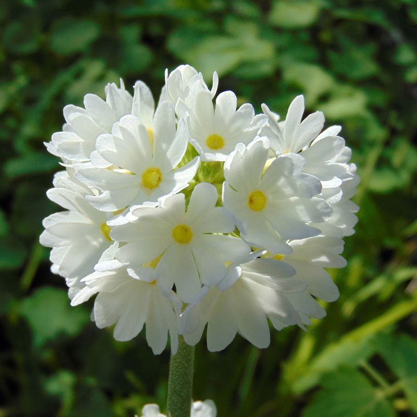 Palloesikko Alba (Kukinta)