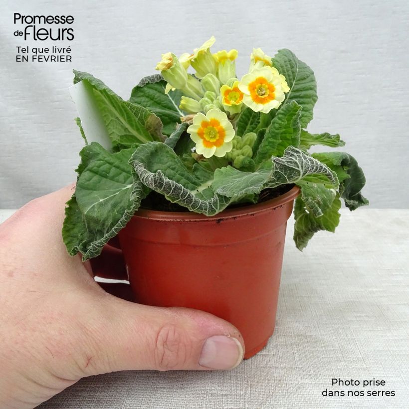 Esimerkki talvella toimitetusta Loistokevätesikko Cream Orange Eye 8/9 cm taimiruukku-taimesta