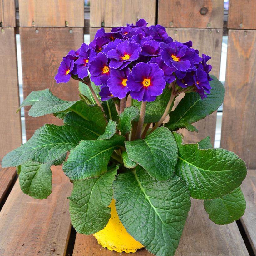 Loistokevätesikko Veristar Late Blue (Kasvutapa)