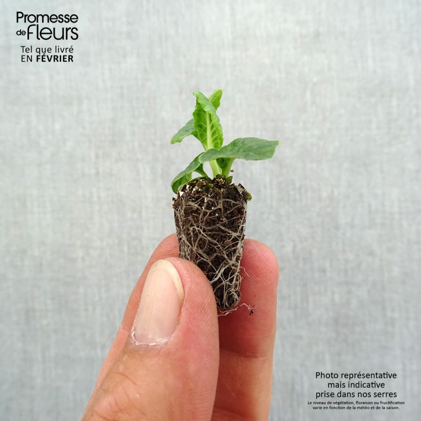 Esimerkki syksyllä toimitetusta Loistokevätesikko Marmelade Mini-motte Ø 1,5/2,5 cm-taimesta