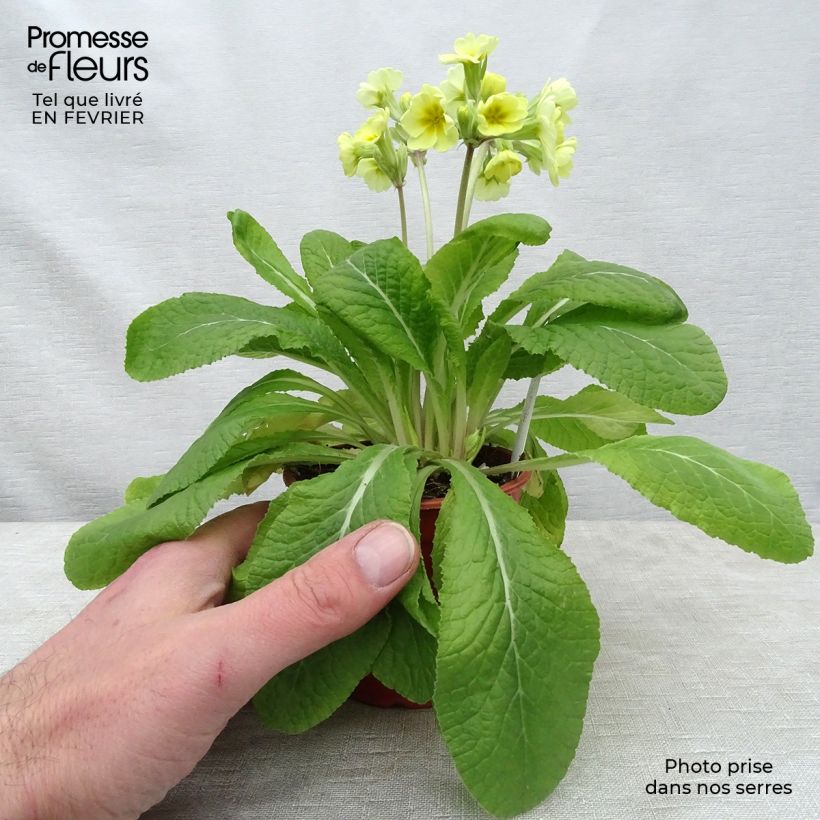 Esimerkki talvella toimitetusta Loistokevätesikko Veristar Lemon 8/9 cm taimiruukku-taimesta