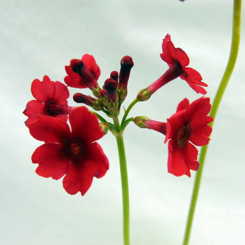 Japaninesikko - Primula japonica (Kukinta)