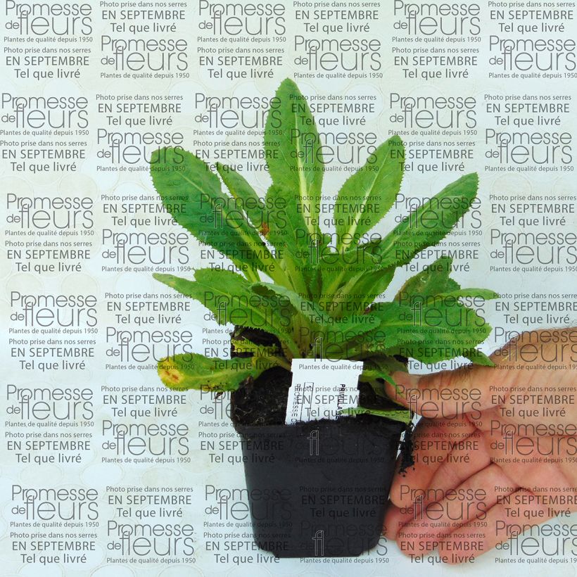 Esimerkki toimitetusta Esikko - Primula secundiflora Godet de 8/9 cm-taimesta