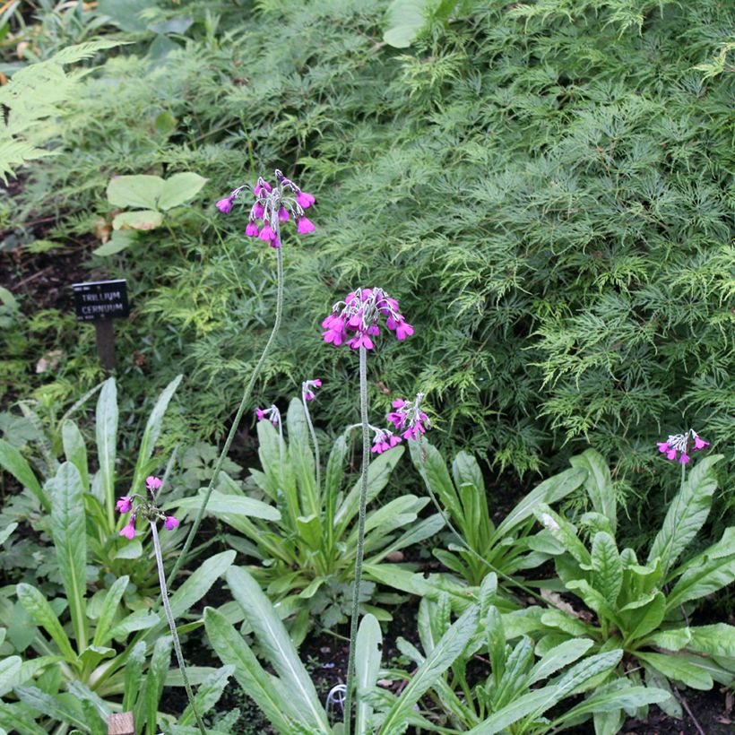 Esikko - Primula secundiflora (Kasvutapa)