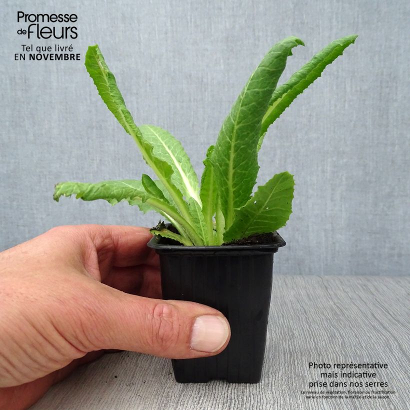 Esimerkki syksyllä toimitetusta Tähkäesikko - Primula vialii 7/8 cm taimiruukku-taimesta