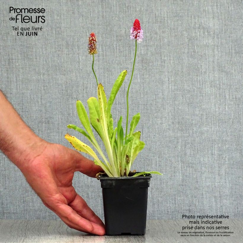 Esimerkki kesällä toimitetusta Tähkäesikko - Primula vialii Godet de 7/8 cm-taimesta
