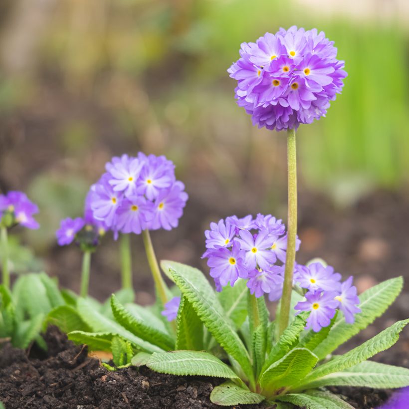 Palloesikko Prom Lilac (Kasvutapa)