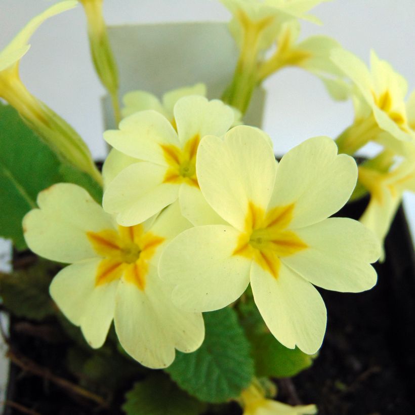 Kääpiöesikko - Primula vulgaris (Kukinta)